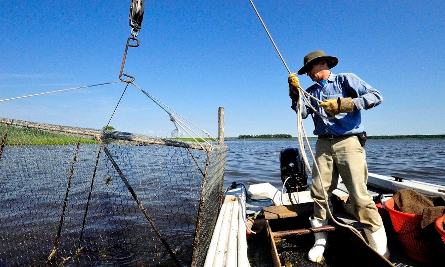 A Passion for Peelers Maryland Sea Grant